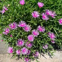 マツバギク,多肉植物,ガーデニング,花のある暮らし,緑のある暮らしの画像