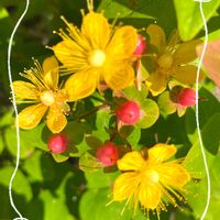 ヒペリカム,可愛い,我が家の庭,黄色い花,癒しの画像