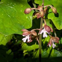 エビネ,キエビネ,季節を楽しむ,庭の片隅に,#山野草の画像