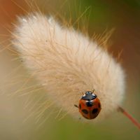 ボリジ,テントウムシ,ラグラス バニーテール,公園,お出かけ先の画像