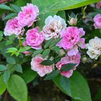 ,つるバラ,花のある暮らし,スマホ撮影,癒やしの画像