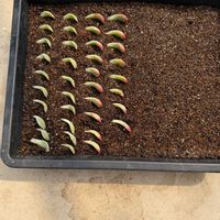 多肉植物,葉挿しの画像