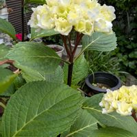 花木,植木鉢,吊り鉢,花いろいろ,バラと夢CLUBの画像