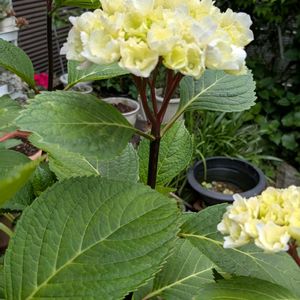 花木,植木鉢,吊り鉢,花いろいろ,バラと夢CLUBの画像