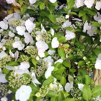 ローダンセマム,アズーロ・コンパクト,ラグランジア ブライダルシャワー,花のある暮らし,お花を楽しむの画像