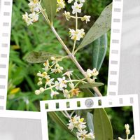 オリーブ,ヤマアジサイ アイヒメ,上のを挿し芽した株,チーム愛知,すずガーデンの画像