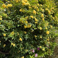 モッコウバラ,モッコウバラ,ヤマブキ,花のある暮らし,ご近所さんの画像