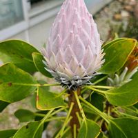 プロテア,金曜日の蕾たちの画像