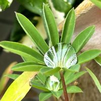 天使の雫,のこぎりそう,小さな幸せ♡,しずくキラキラ,ベランダの画像