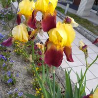 ジャーマンアイリス,ニーレンベルギア,地植え,かわいい花,おでかけ先の画像