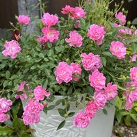 シモツケ ,バラ・ミニバラ,いつもありがとう❣️,お庭のお花,薔薇とオルレアの画像