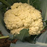 カリフラワー,マルケ,種から,無農薬栽培,金曜日の蕾たちの画像