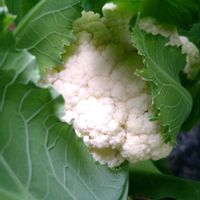 カリフラワー,カリフローレ,種から,無農薬栽培,金曜日の蕾たちの画像