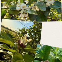 ミカン,レモン,温州みかん,ミカン科,白い花の画像