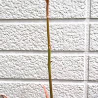 アロエベラ,玄関ポーチ,SDGs,金曜日の蕾たちの画像