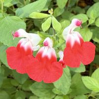 チェリーセージ,チェリーセージ ホットリップス,我が家,咲いた咲いた,癒されての画像