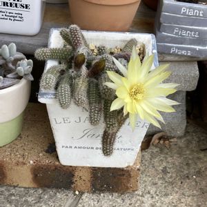 白檀,サボテンの花,軒下,花のある暮らしの画像