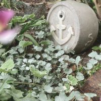 グレコマ,ディコンドラ,イマニワ,いつもありがとうございますの画像