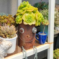 リリーパット,リリーパット,多肉植物,多肉大好き,アエオニウムの画像