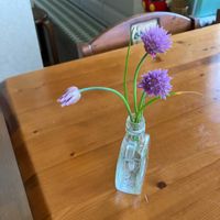 チャイブの画像