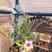 ウンベラータ,金小町,パキポ　ピスピノーサム,多肉植物,多肉男子の画像