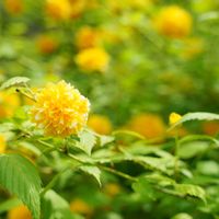 ツワブキ,花のある暮らし,お写んぽ,お出かけ先の画像