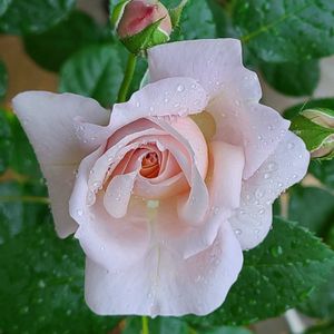 バラ,バラ ブラスバンド,バラ パニエ,バラ 鉢植え,イマニワの画像