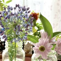 アリウム,スプレーマム,切り花,花のある暮らし,お花の定期便の画像