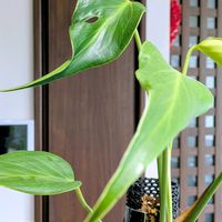 モンステラ　バールマルクスフレーム,観葉植物,わが家の観葉植物❢,チーム愛知,2019同期の画像