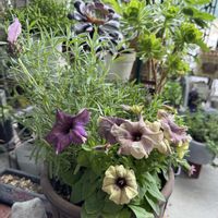 パンジー・ビオラ,ペチュニア,ガーデニング,多肉植物のある暮らし,お花とグリーンのある暮らしの画像