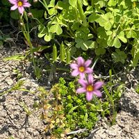 ニワゼキショウの画像