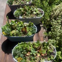 多肉植物,多肉寄せ植え,多肉大好きの画像