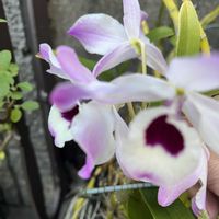 デンドロビウム,我が家のお花の画像