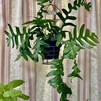 エピフィラム アングリガー,エピフィラム アングリガー,観葉植物,吊り鉢,サボテンの仲間の画像