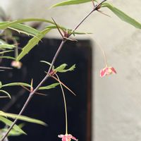 風鈴メギ,フウリンメギ,可愛い,花木,シェードガーデンの画像
