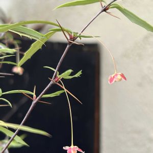 風鈴メギ,フウリンメギ,可愛い,花木,シェードガーデンの画像