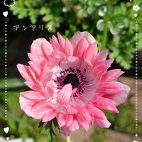 アネモネ,アネモネ・アンアリス,ピンクの花,プランター植え,小さな庭からの画像