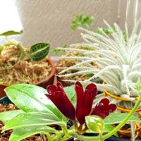 エスキナンサス モナリザ,観葉植物,つる性植物,グリーンのある暮らし,植物のある暮らしの画像