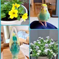 カリブラコア,ビオラ,こんもり,黄色い花,夏の花の画像