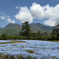 ネモフィラ,くじゅう花公園,旅先にて,雲仲間の画像