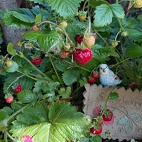 ワイルドストロベリー,ワイルドストロベリー,ワイルドストロベリー,宿根草,エゾヘビイチゴの画像