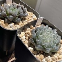 ハオルチア,ハオルチア,多肉植物,観葉植物,ハオルチア属の画像