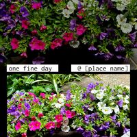カリブラコア,カリブラコアセレブレーション,花のある暮らし,小花好き,花が好きの画像