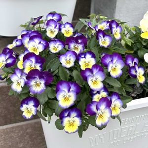 ビオラ,鉢植え,初心者,玄関の画像