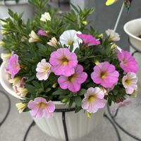 ミリオンベル,鉢植え,初心者,玄関の画像