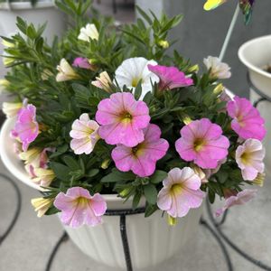ミリオンベル,鉢植え,初心者,玄関の画像