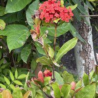 サンタンカ,サンタンカ,サンタンカ,ベゴニア,ベゴニアの画像