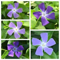 ツルニチニチソウの画像