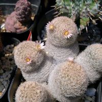 ランポー玉,マミラリア　雅卵玉,サボテンの花,新潟県の画像