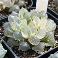 オブツーサ,ハオルチア,ブルーレンズオブツーサ錦,多肉植物,軟葉系ハオルチアの画像